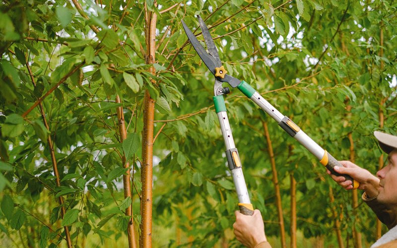 Tree trimming in Youngtown, AZ